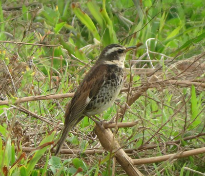 その他　出逢った野鳥