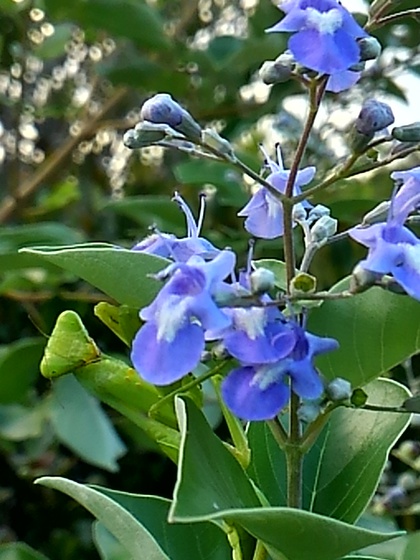 散策日記 沖縄の植物