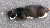 豊見城城址公園内の猫・死んだふり？