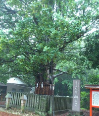 旅行記～梛（ナギ）のこと～