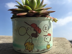 はじめての多肉寄植え教室〜