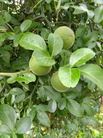 夏野菜や果樹