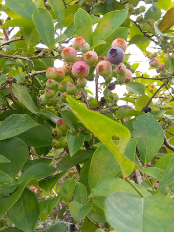 夏野菜や果樹