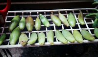 多肉葉っぱ収穫祭 2015/03/07 15:19:01