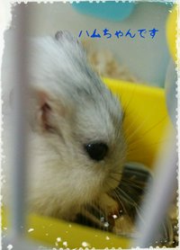 初ペット。 2015/05/17 18:56:55