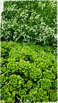 green green 2015/07/02 23:38:34