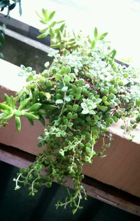 散髪気分 2015/07/12 16:38:52