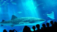 水族館へGO 2015/07/27 19:18:36