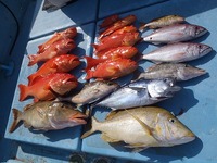 最近の水揚げ！ 2010/05/04 18:46:25