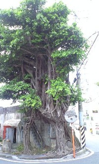 ツリーハウス？ 2010/07/10 02:40:40