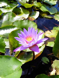 睡蓮＝建築 2009/09/16 08:33:42