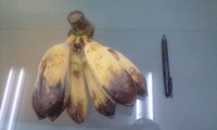 頂き物 2010/05/19 14:44:45