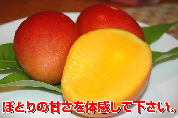 ぽとりの甘さを体感して下さい「久米島産完熟マンゴー」