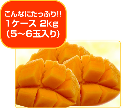 久米島産完熟ぽとりマンゴー予約受付開始致しました！