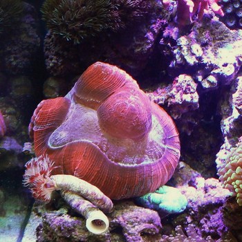 海がやってきた！！ 26日目