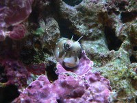 海がやってきた！！ 145日目 ロウソクギンポ