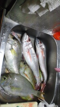 釣りの結果 2010/12/16 04:46:20