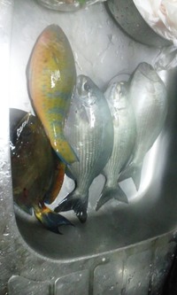 粘りの釣り 2011/01/06 23:57:42