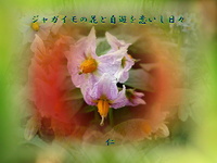 『　ジャガイモの花と自遊を恋いし日々　』 2012/12/23 21:48:54