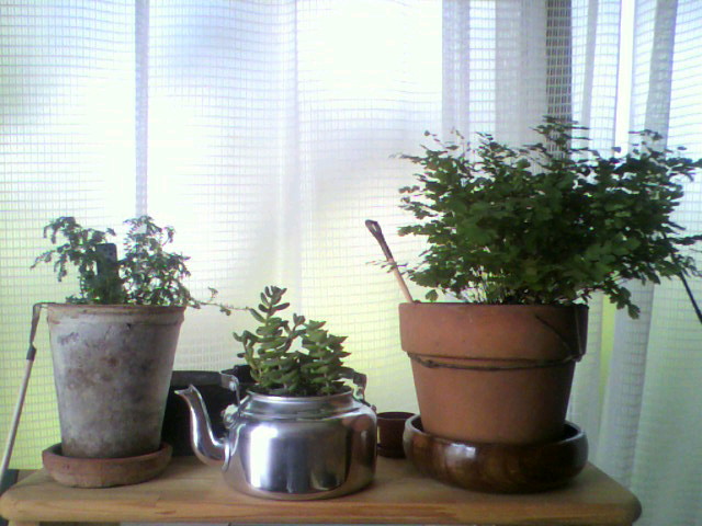 植物 (^o^)