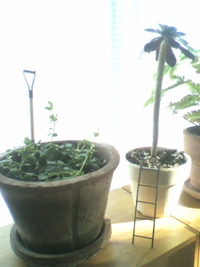 植物 (^o^) 2010/08/04 17:37:00