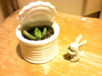あけおめです(__) 2011/01/07 23:36:58