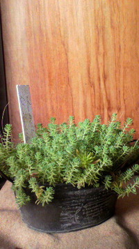 アイデア (￣▽￣) 2010/02/20 09:25:27