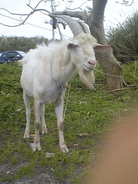 ウォーキング 2011/03/09 16:50:39