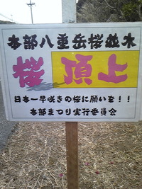 桜祭(^O^) 2011/01/26 14:49:14