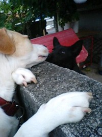 犬版ロミオとジュリエット 2010/01/26 09:03:26