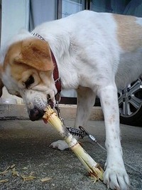 さとうきび 2010/01/29 12:01:36