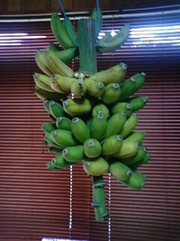 バナナ〜 2010/04/28 09:52:45