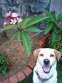 プルメリア 2010/06/14 18:33:22