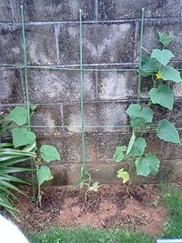 キュウリ３兄弟 2010/06/16 11:15:33