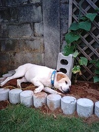 枝豆… 2010/06/22 16:20:20