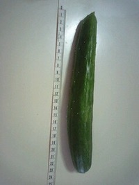 収穫 2010/07/10 07:14:34