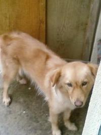 犬たち 2010/10/19 10:43:54