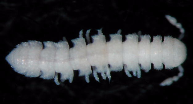 オビヤスデ目 Polydesmoidea 沖縄の植物と土壌動物とクモのブログです