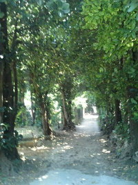 フクギ並木 2011/04/24 19:37:38