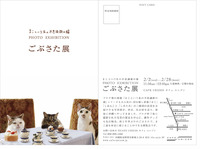 まこという名の不思議顔の猫　PHOTO EXHIBITION ごぶさた展。