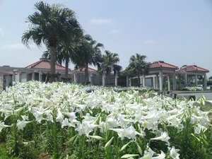 沖縄のユリの花