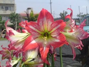 沖縄のユリの花
