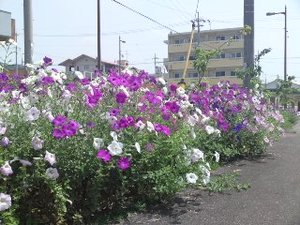 沖縄のユリの花