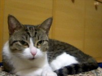 結構な癒し