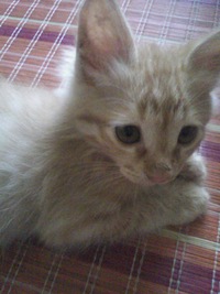 ちび猫がやってきた＼＾＾／