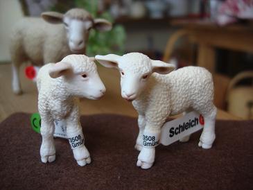 Sheep