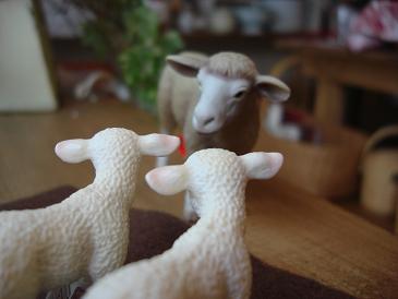 Sheep