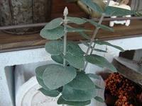 Botanical