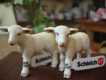 Sheep
