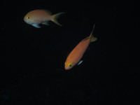 帰ってきたマダラトビエイ 2011/05/03 23:07:12